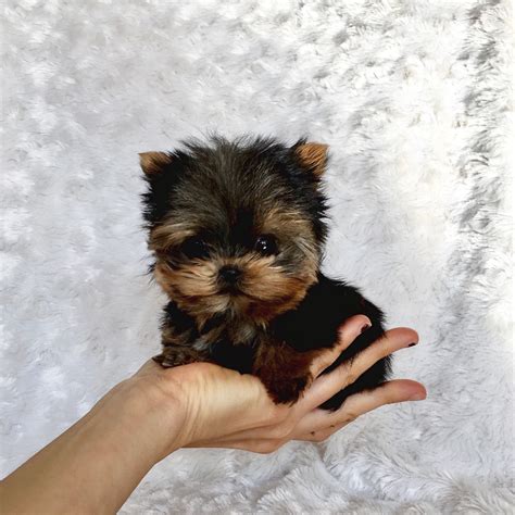 Miniature yorkies for sale near me - Scottish Terrier Puppies. Males / Females Available. 13 weeks old. Summer Berlinger. Las Vegas, NV 89138. AKC Champion Bloodline.